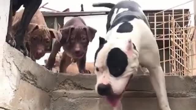 Pet dogs.
