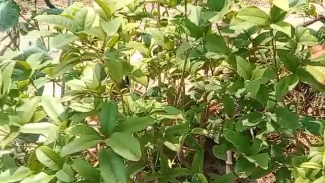 I planted the Osmanthus tree