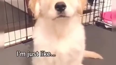 Funny_Talking_Dog