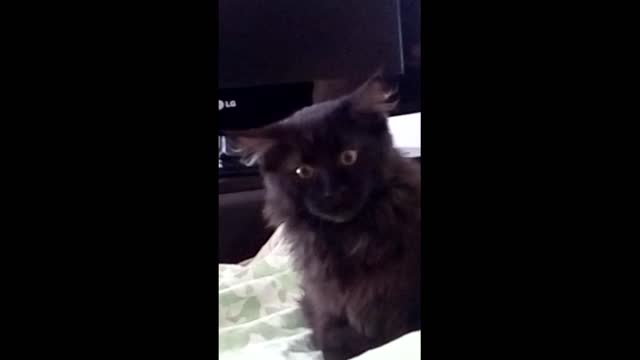Little maincoon