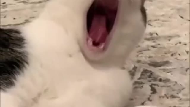 Funny Cat Videos shorts cute
