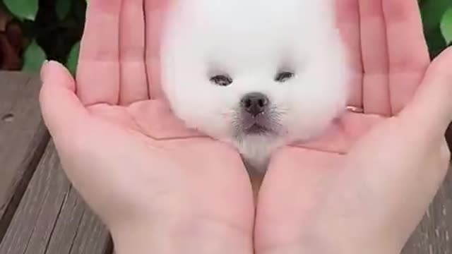 his dog omg educate yourself