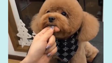 Cute puppy mimics the sound of an ambulance