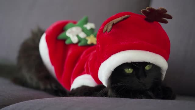 Close up portrait of a black fluffy cat with green eyes dressed as Santa Claus. Christmas symbol