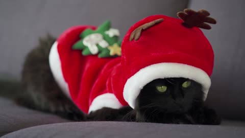 Close up portrait of a black fluffy cat with green eyes dressed as Santa Claus. Christmas symbol