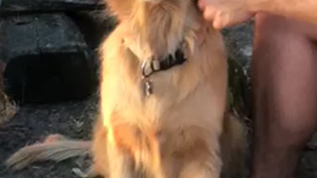 Smiling Golden Retriever Gets All The Love