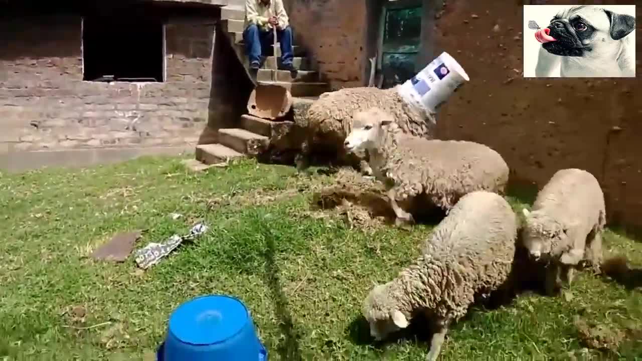 Funny Sheep Attacking People Compilation _Funniest Animals Videos 2021