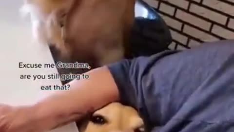 Top Funny Cute Dog Videos and TIKTOK Compilation