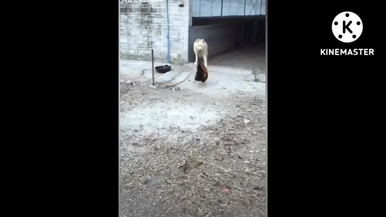 funny dogs playing with chickens