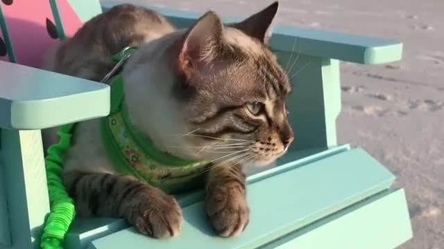 The first time I brought him tony (the cat) to the beach to play