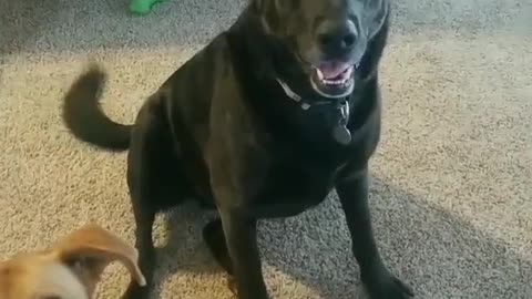 This dog is SOOOOO smart!