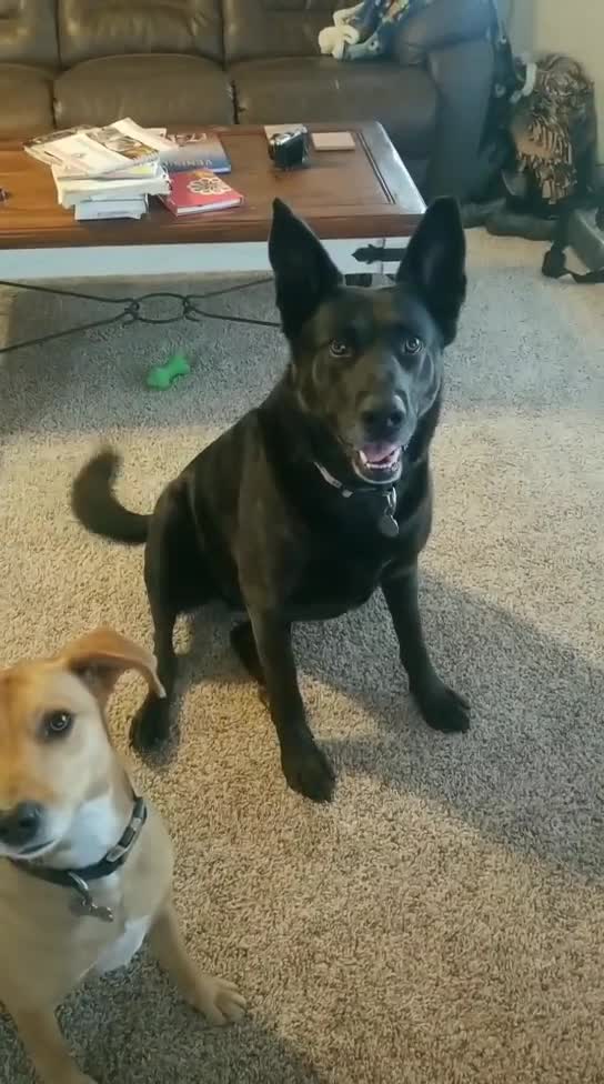 This dog is SOOOOO smart!