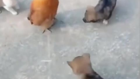 Dog vs Chicken Funny Fight Part 1