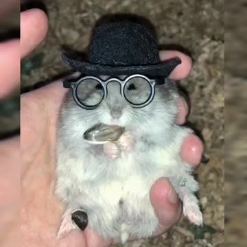 Well-dressed hamster enjoys his treat