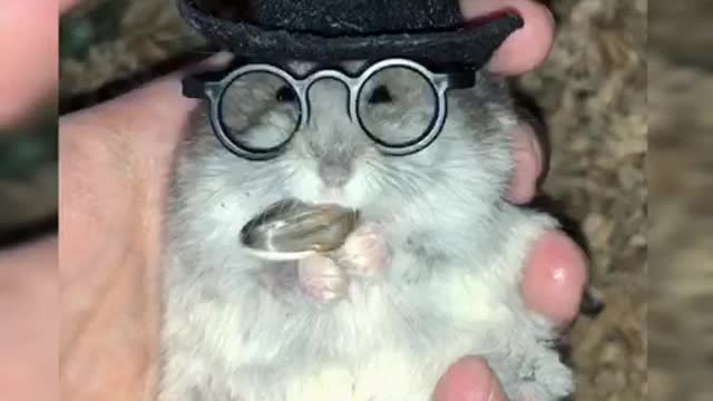 Well-dressed hamster enjoys his treat