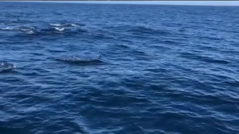 dolphin video https://www.youtube.com/watch?v=hVuPlYRcQEc