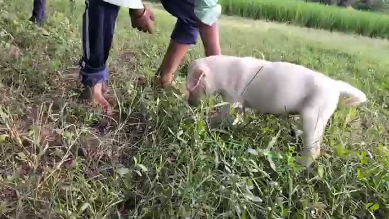 This Labrador Puppy's First Time Playing With a Little Girl is SO CUTE!