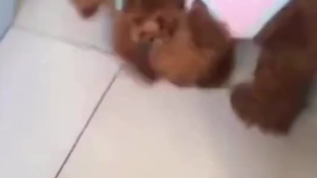 Cute puppy being caught and taken away