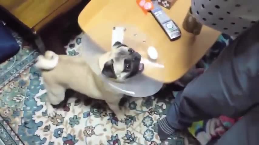 TOP dog barking videos compilation 2016 - Funny dogs