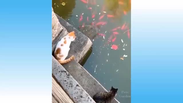 Cute pets and funny animals - Compilation #2