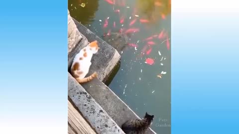 Cute pets and funny animals - Compilation #2