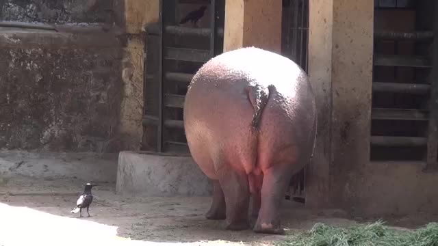 A SUPER FAT HIPPOPOTAMUS URINATES ! ONE OF A KIND FOUNTAIN BURST OF EPIC PROPORTIONS !!!!!!!!!!!!!!!