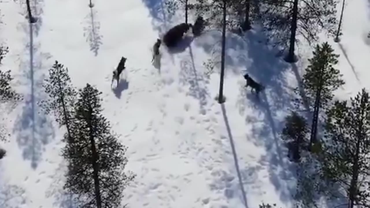 Bear Vs. Wolves