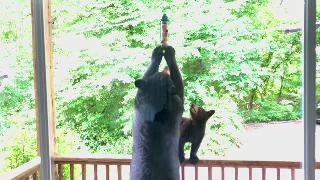 Bears Help Themselves to Bird Feeder