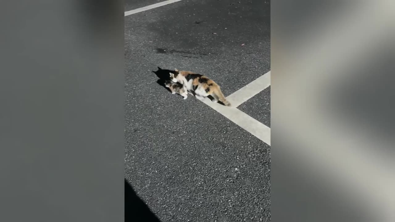 New Funny Videos 2024 🐱🐶Cutest Cats and Dogs 😍