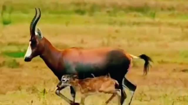 Do you know what kind of sheep this is? It takes its young with it
