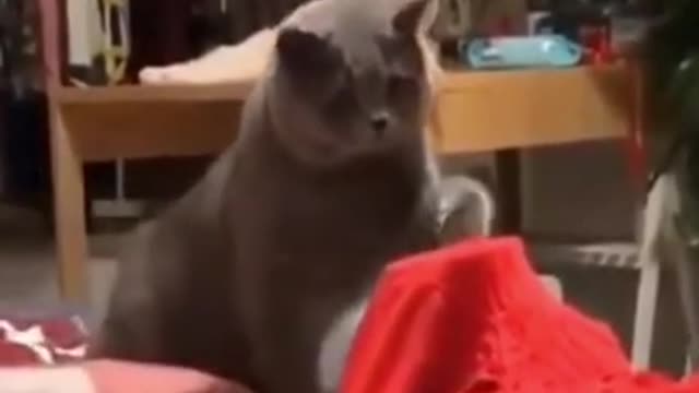 🤣 Funny CATS➤2021➤➤Can this cat pass the barier_ ➤➤➤Impossible task 😇 Try Not To Laugh