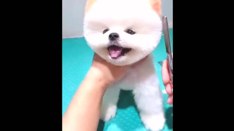 Pomeranian dog haircut