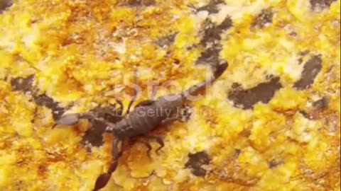 BRAZILIAN YELLOW SCORPION