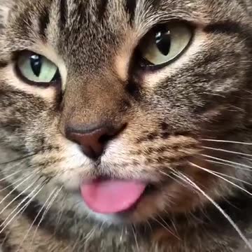 Gato saca la lengua para la cámara