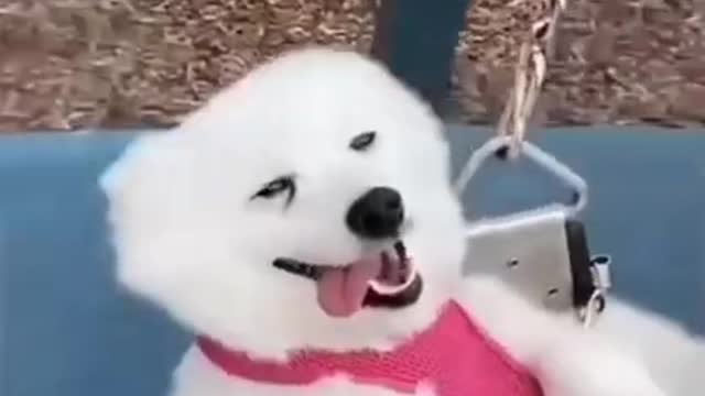 Cute and funny dogs dancing together.