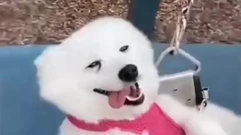 Cute and funny dogs dancing together.