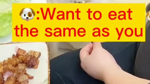 How Smart dog asking for same food as owner eat