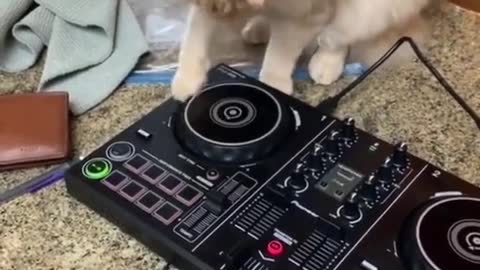 Funniest Cats And Dogs Videos - Best Funny Animal Videos 2021 🤣