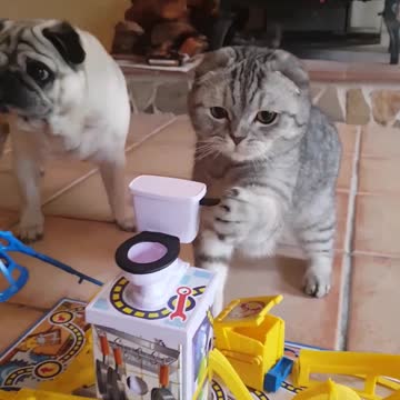 Pug enojado acusa al gato de hacer trampa en un juego