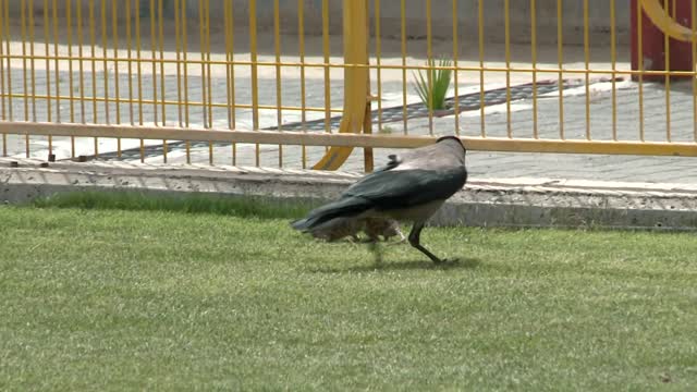 a fight between a hungry crow and a very large rat