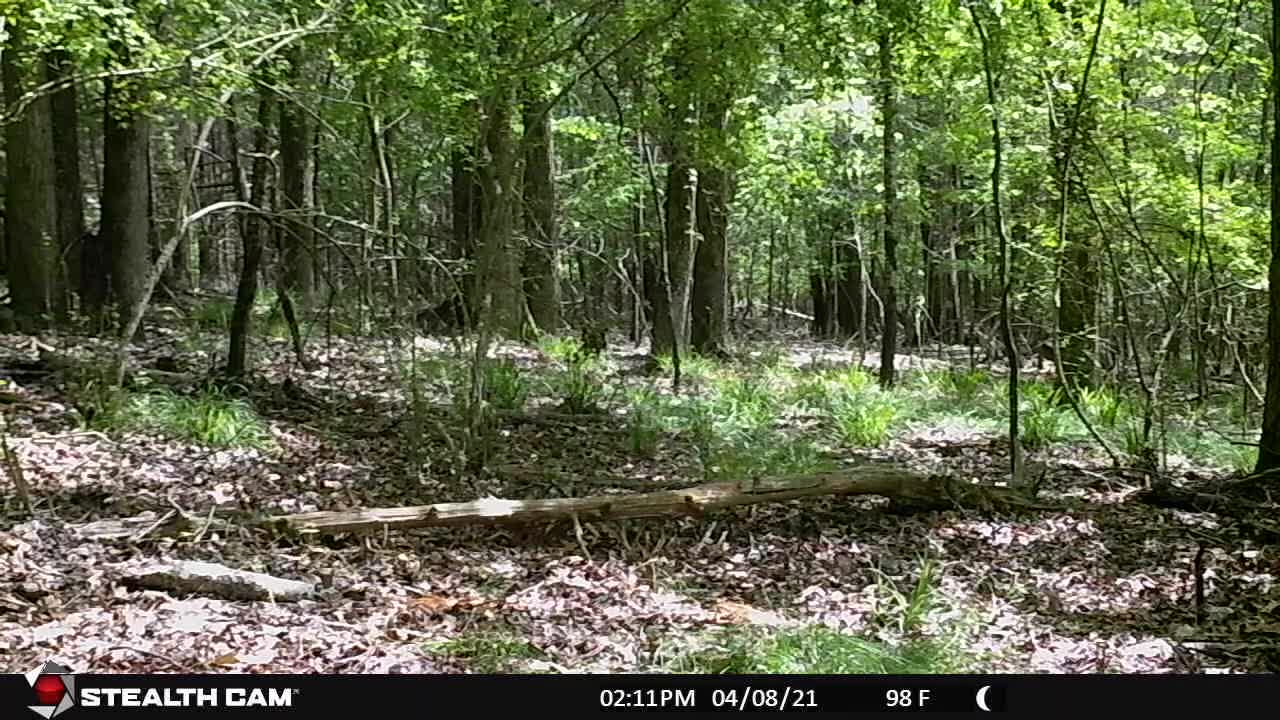 Trail Cam Deer - Button Buck | Bedded Deer Gets Up | Doe