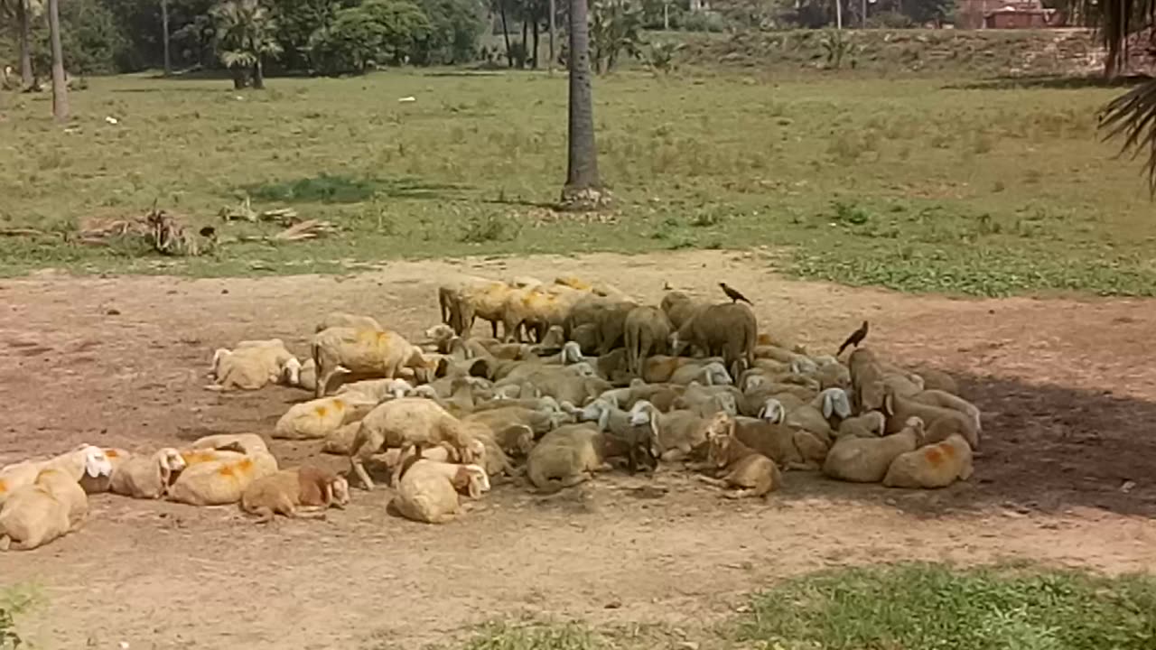 Sheep's In Tree Shed In Bihar Village