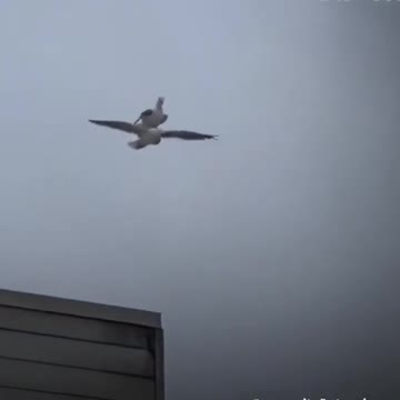 Seagull hitching a ride on fellow seagull