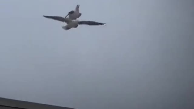 Seagull hitching a ride on fellow seagull