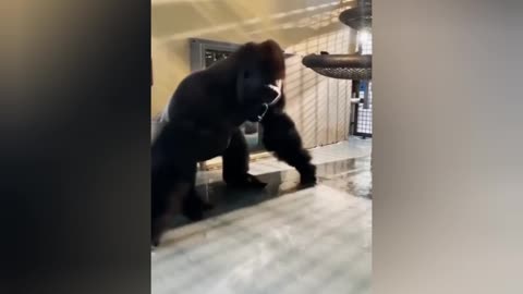 Cool dance from the gorilla