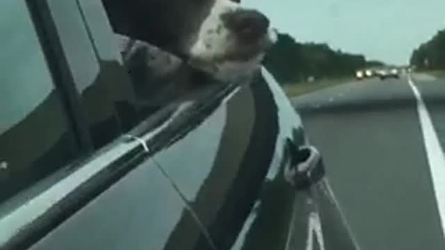 Car sick dog keeps head out of the window