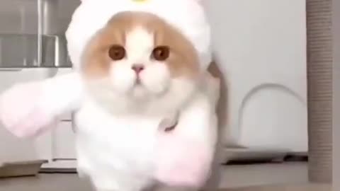 Cute cat