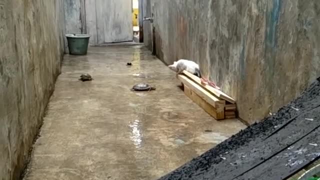 Cat Watching A Turtle Race