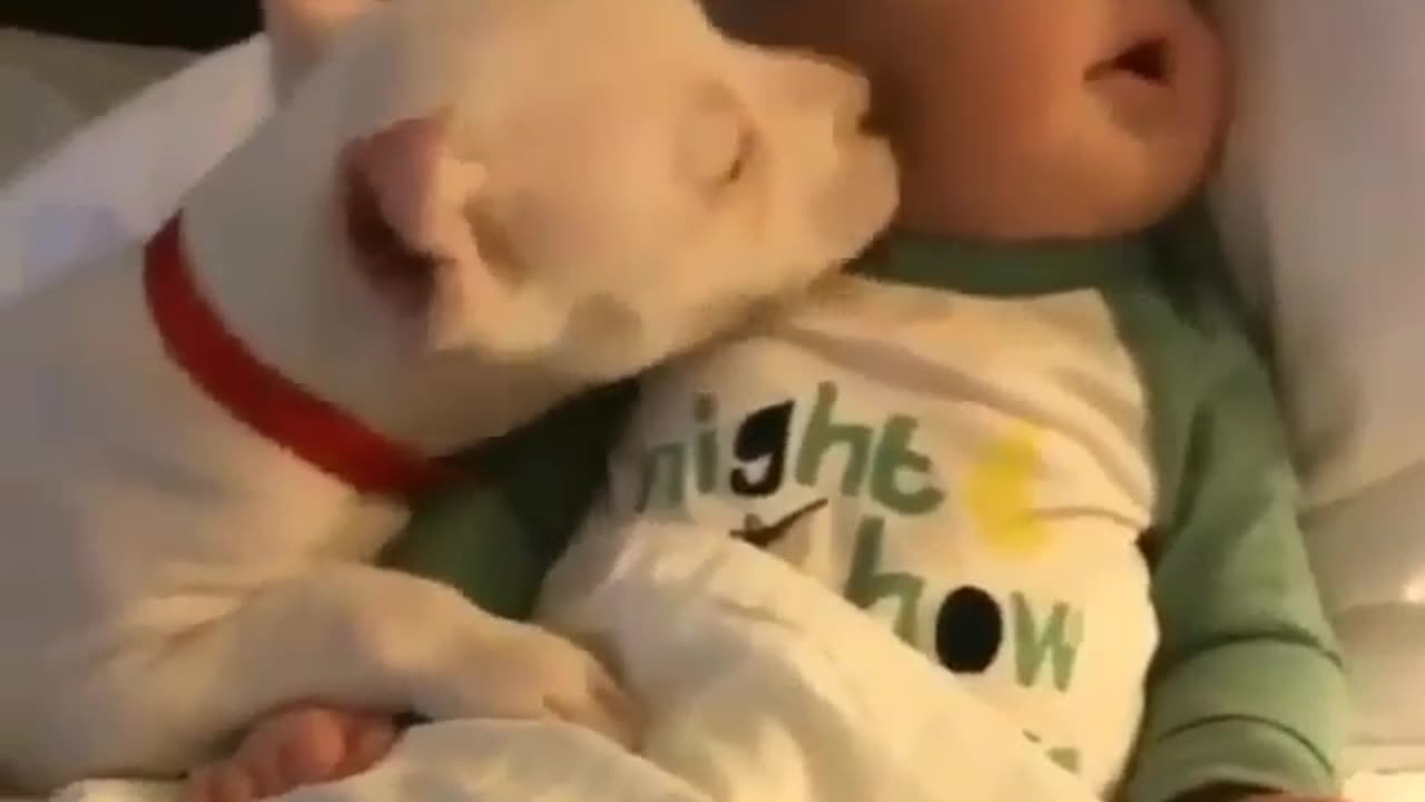 cute dog licking a baby