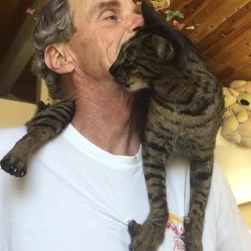 Amoroso gato no puede dejar de besar a su dueño